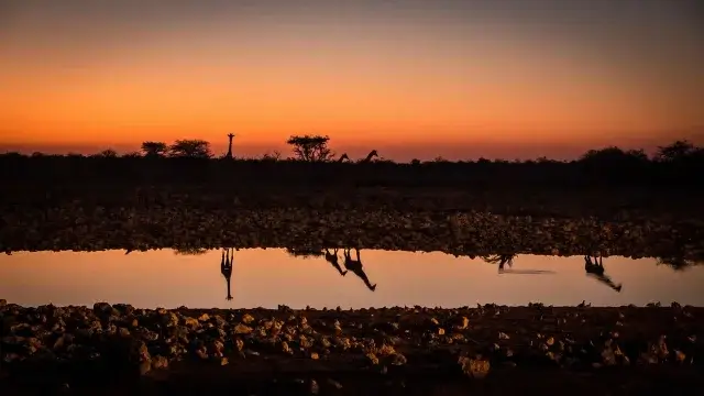 African Safari